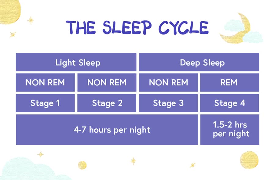 diagram of REM/NREM cycle